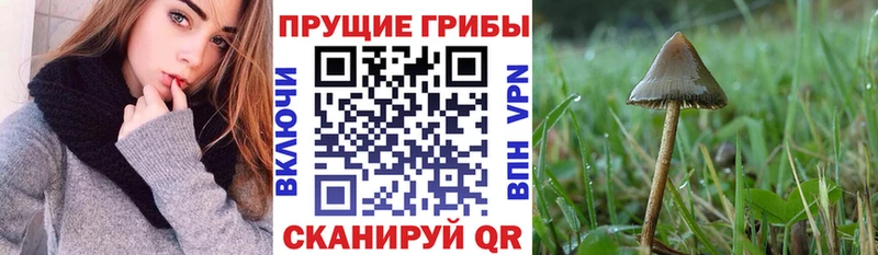 Галлюциногенные грибы Psilocybe  купить   Заозёрный 